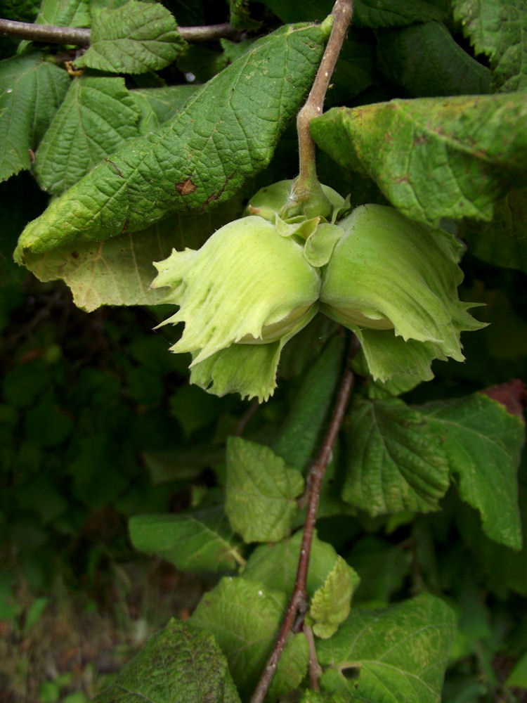 image of hazelnuts