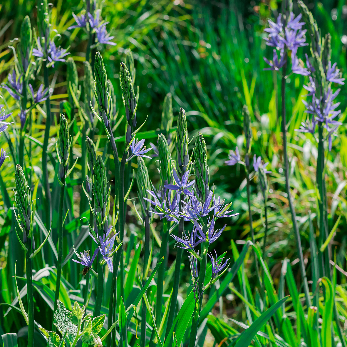 image of camas flowers
