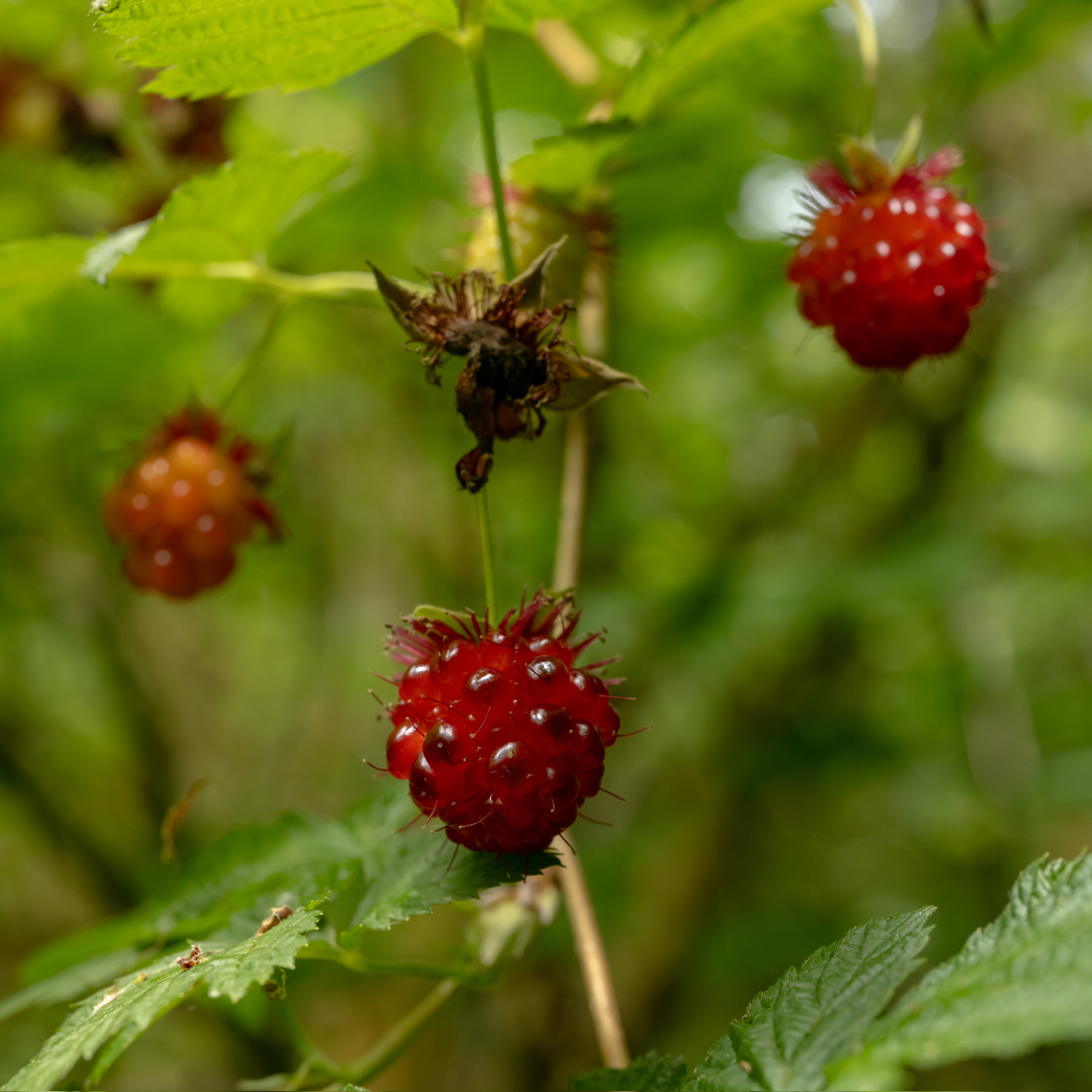 image of salmonberries