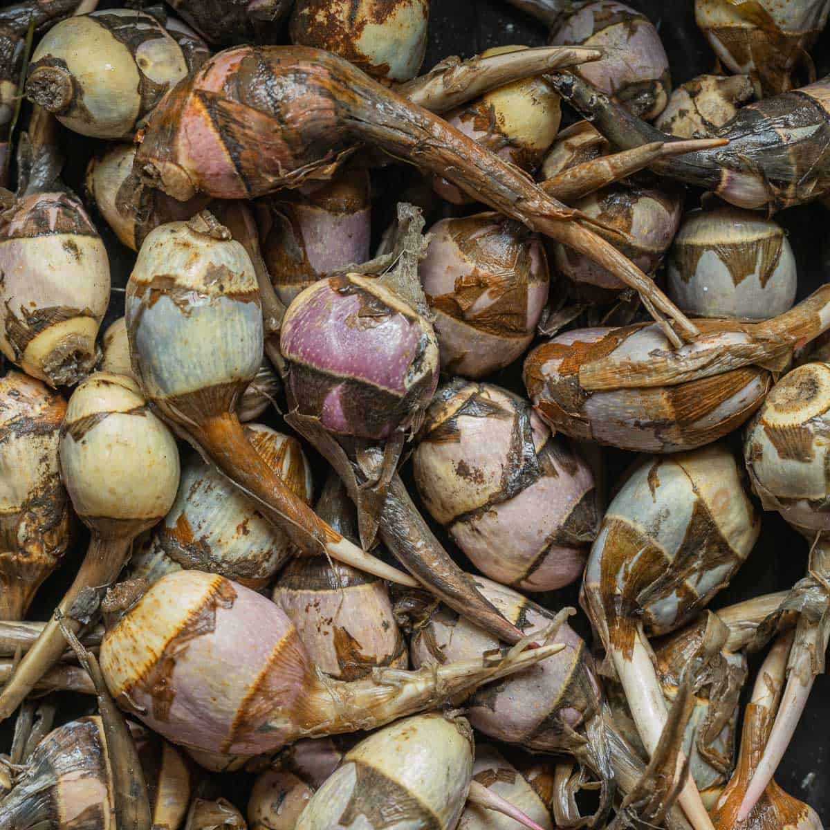 image of wapato tubers