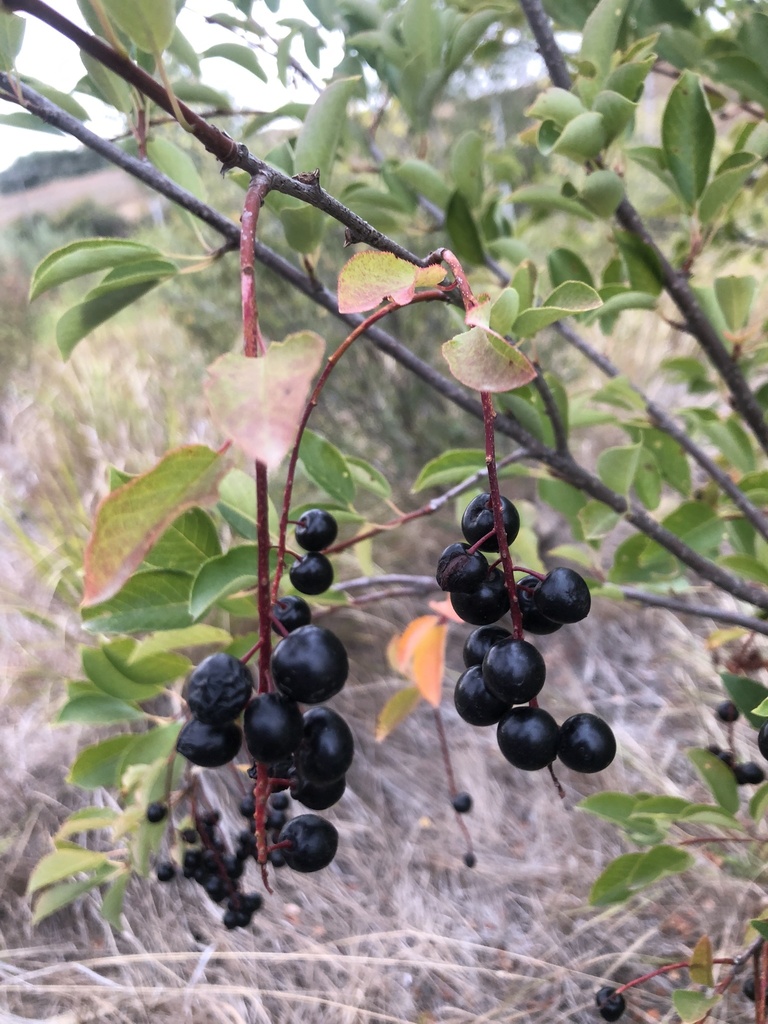 image of chokeberry