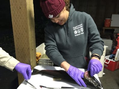 Jasmine Prat probes inside a fish's gill with a gloved hand.