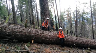 Two students in forestry gear on a tree
