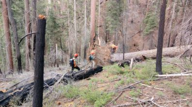checking on fallen trees