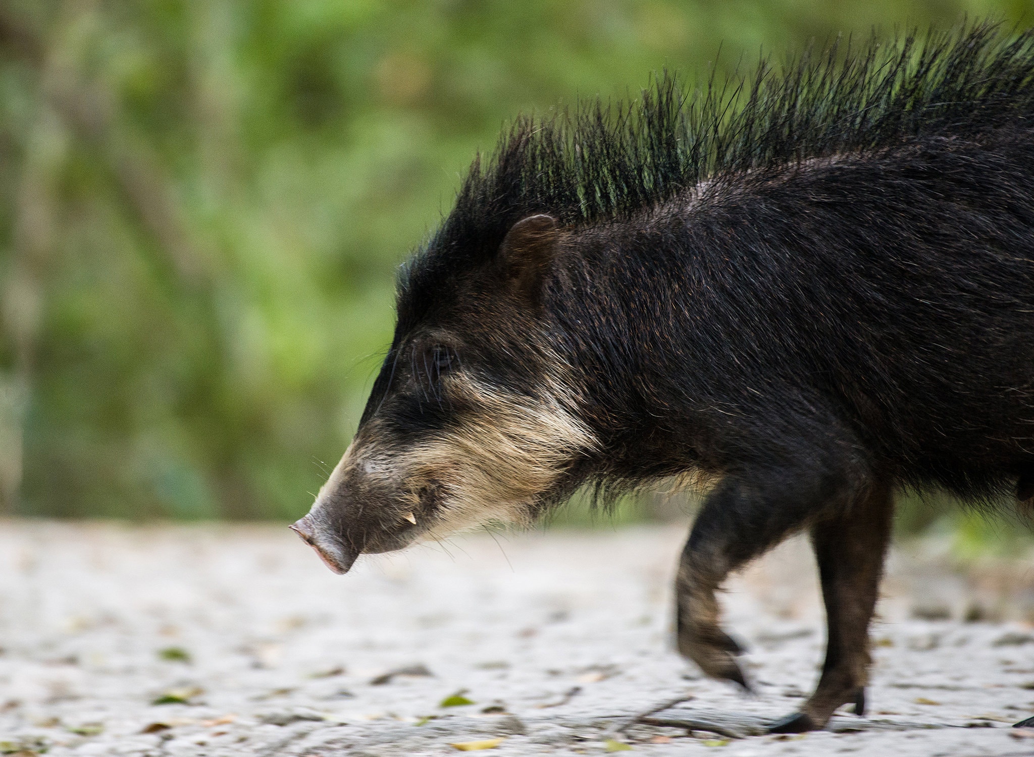 White-lipped peccaries