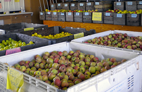Photo of plastic and wooden crates filled with apples
