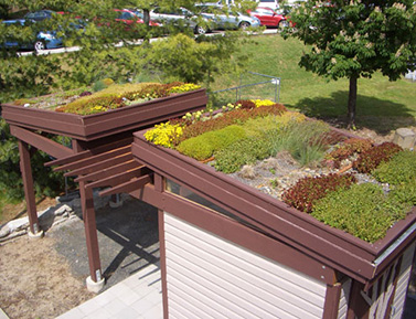 various plants being grown on the roof of a wooden structure