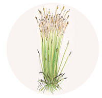 Illustration of Karl Foerster.