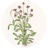 Illustration of Rubinstern.