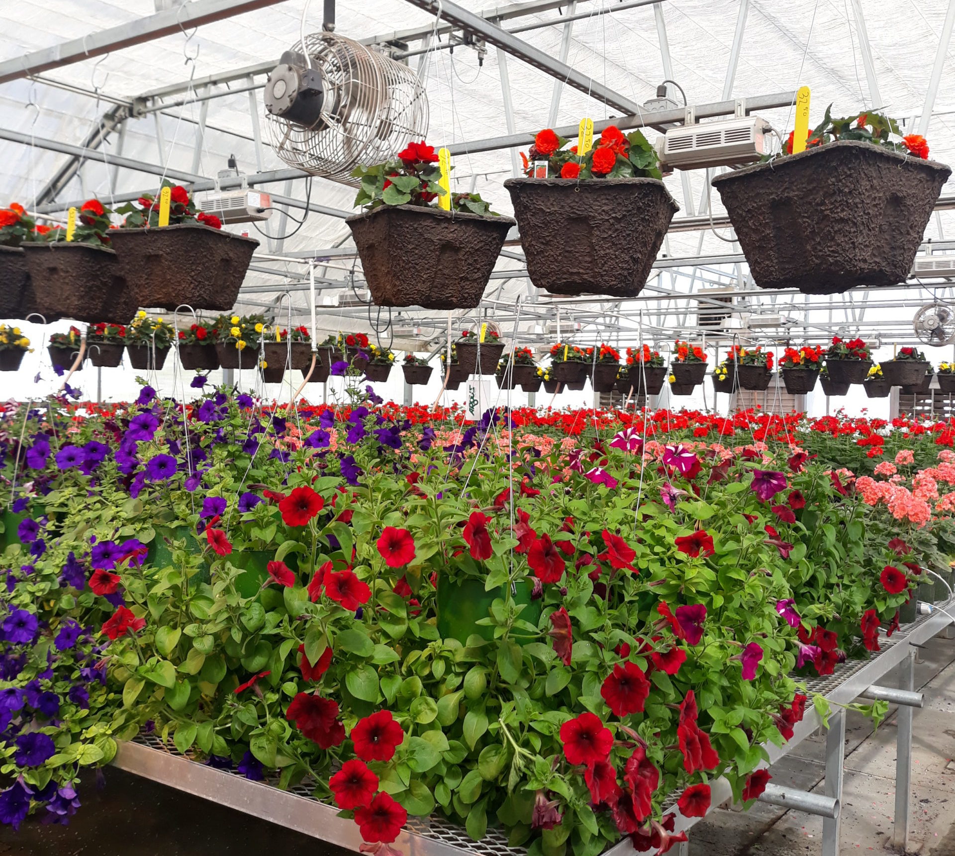 Photo inside a greenhouse with petunia planters in the foreground and hanging begonia baskets in the background