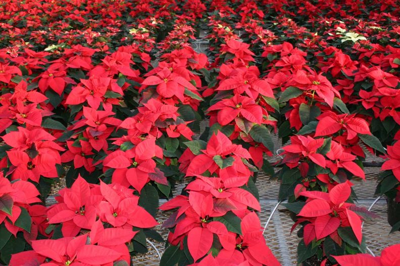 Photo of a greenhouse bench full of red poinsettias