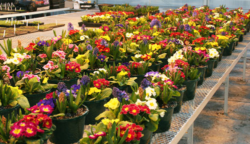 Photo from within a greenhouse of mixed planters containing primroses and hyacinths
