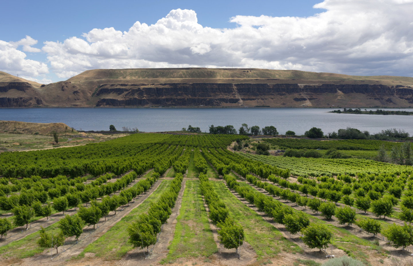 Chelan Orchard