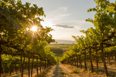 Vineyard sloping down a hillside with sunlight pouring through leaves