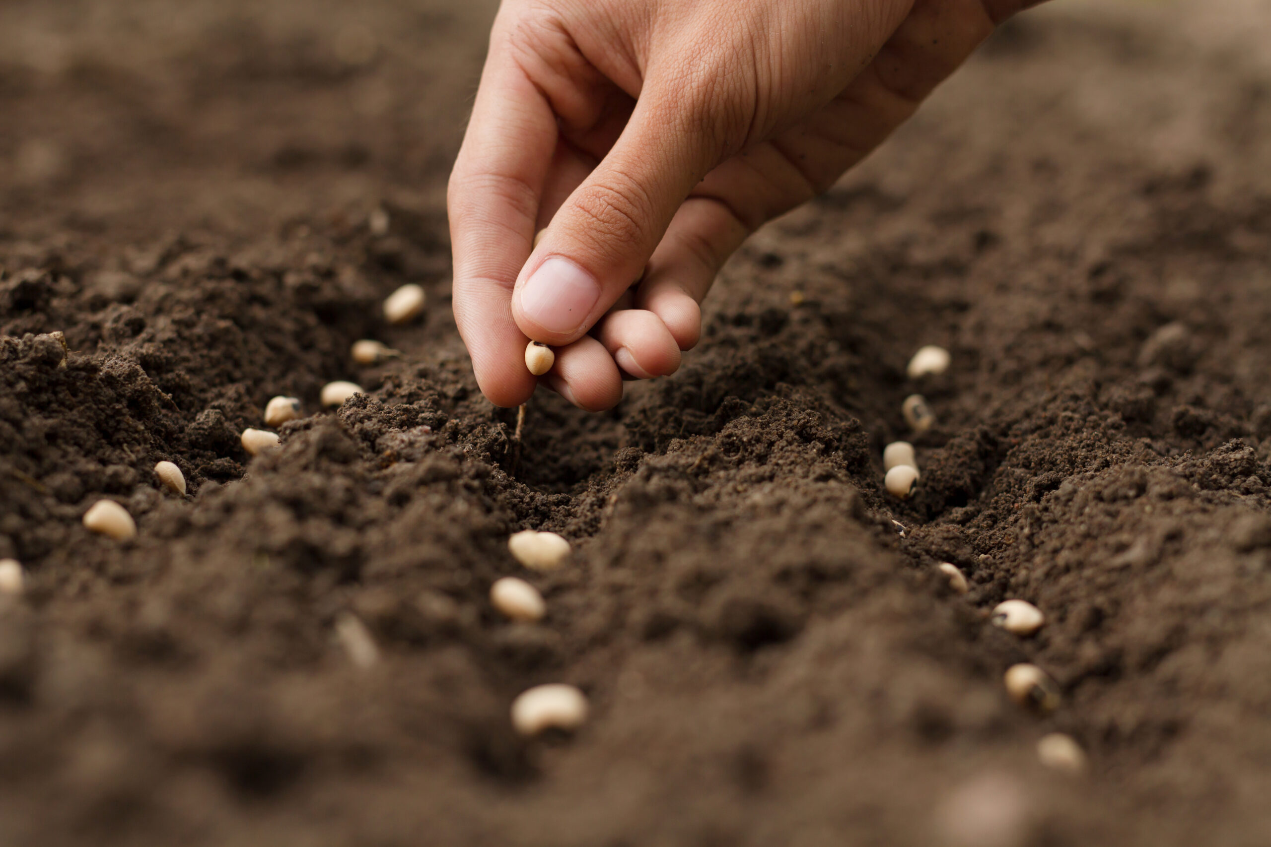 Photo of hand planting seed in a prepared furrow.