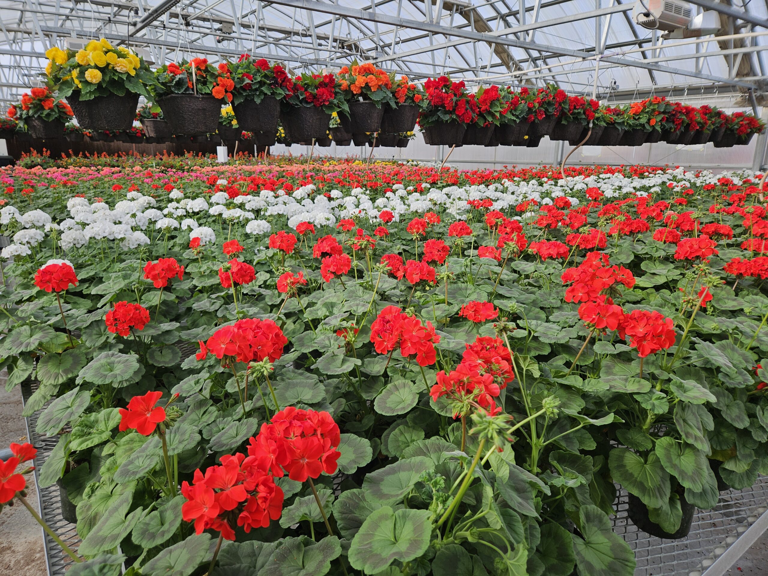 Photo of inside a greenhouse with a bench full of red geraniums and hanging begonia baskets in the background.
