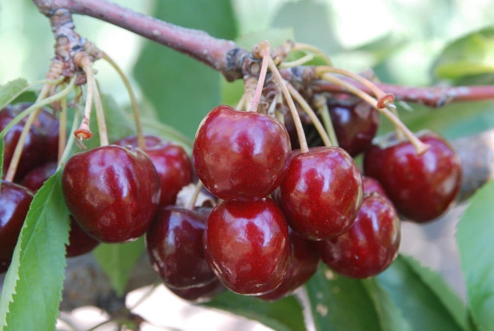 Photo of cherries on a tree