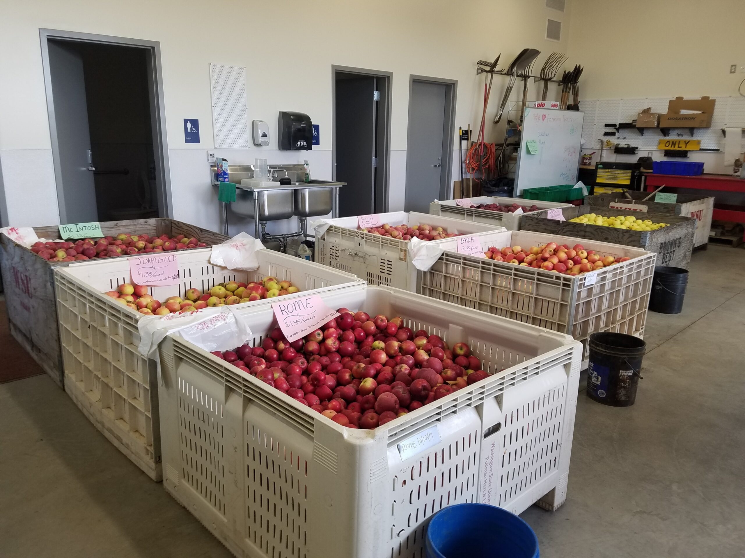 Fruit bins in the Hort Center