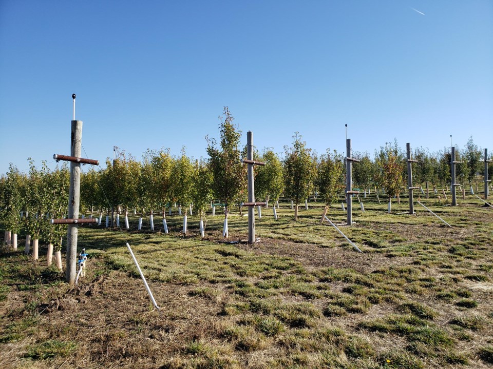 Pear tree rows at the Hort Center