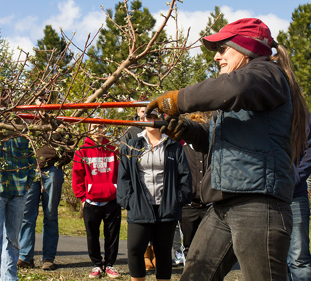 Photo of orchard pruning