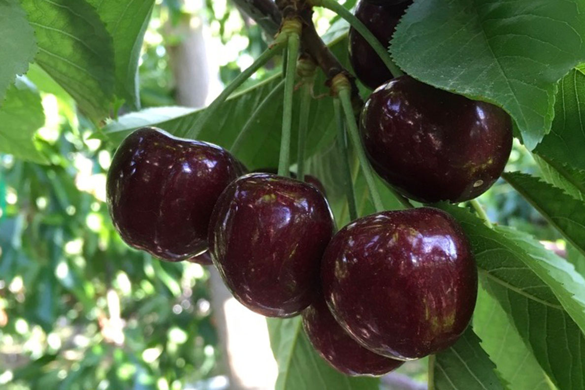 Healthy cherries not affected by frost damage