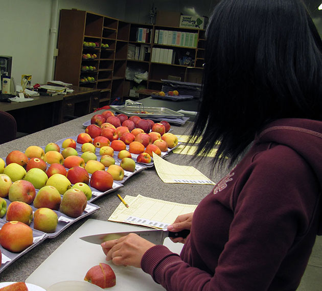 Graduate Student cutting fruit
