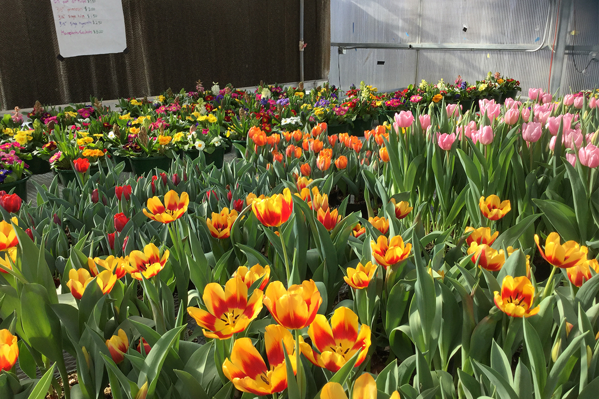 Tulips for the Horticulture Club Valentine's sale