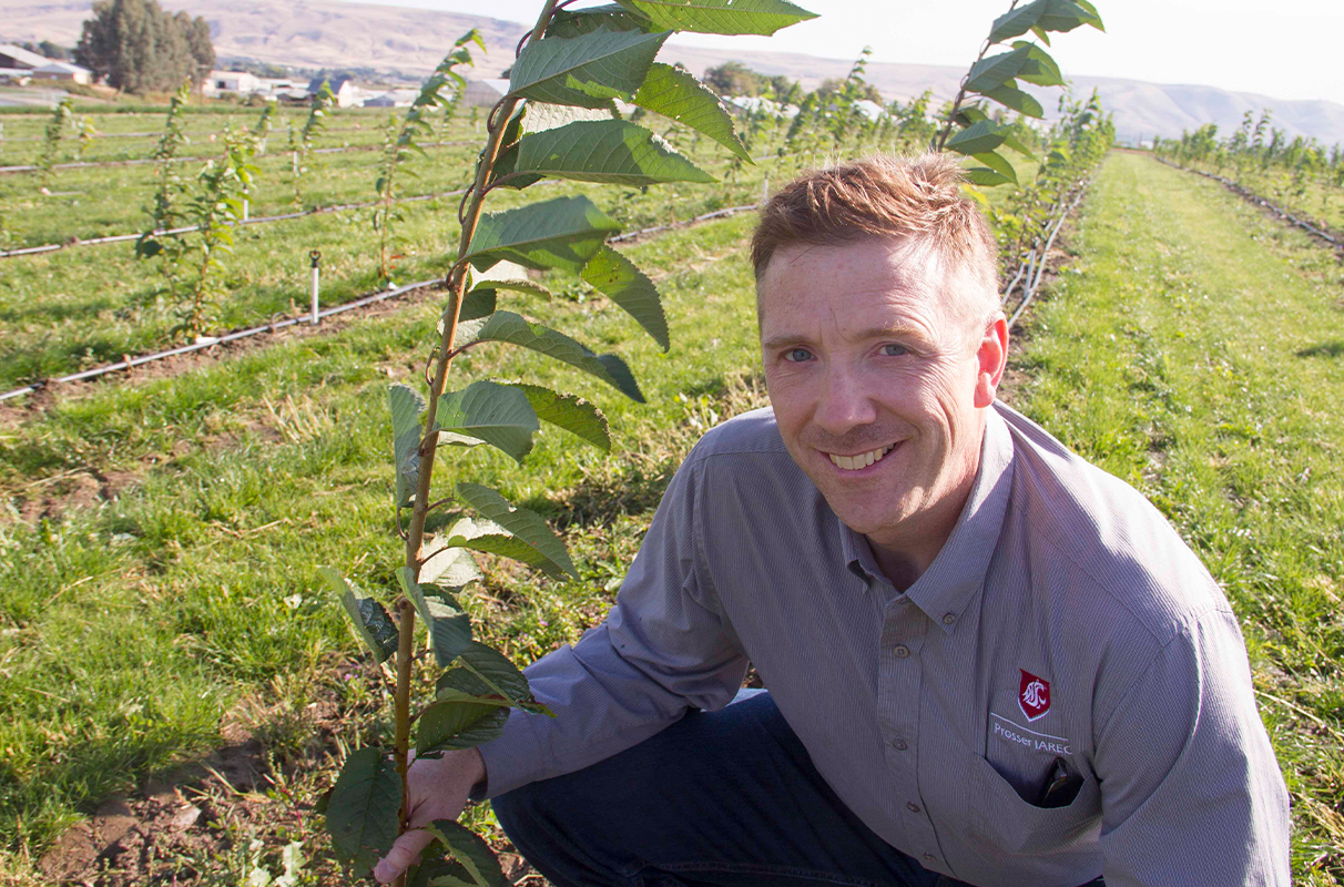 Stone fruit breeder Per McCord grows seedlings at WSU’s Irrigated Agriculture Research and Extension Center at Prosser. Partnering with an international fruit company, Sun World, McCord and colleagues are raising cherry seedlings using shared genetic material, searching for the next high-flavored WSU cherry.