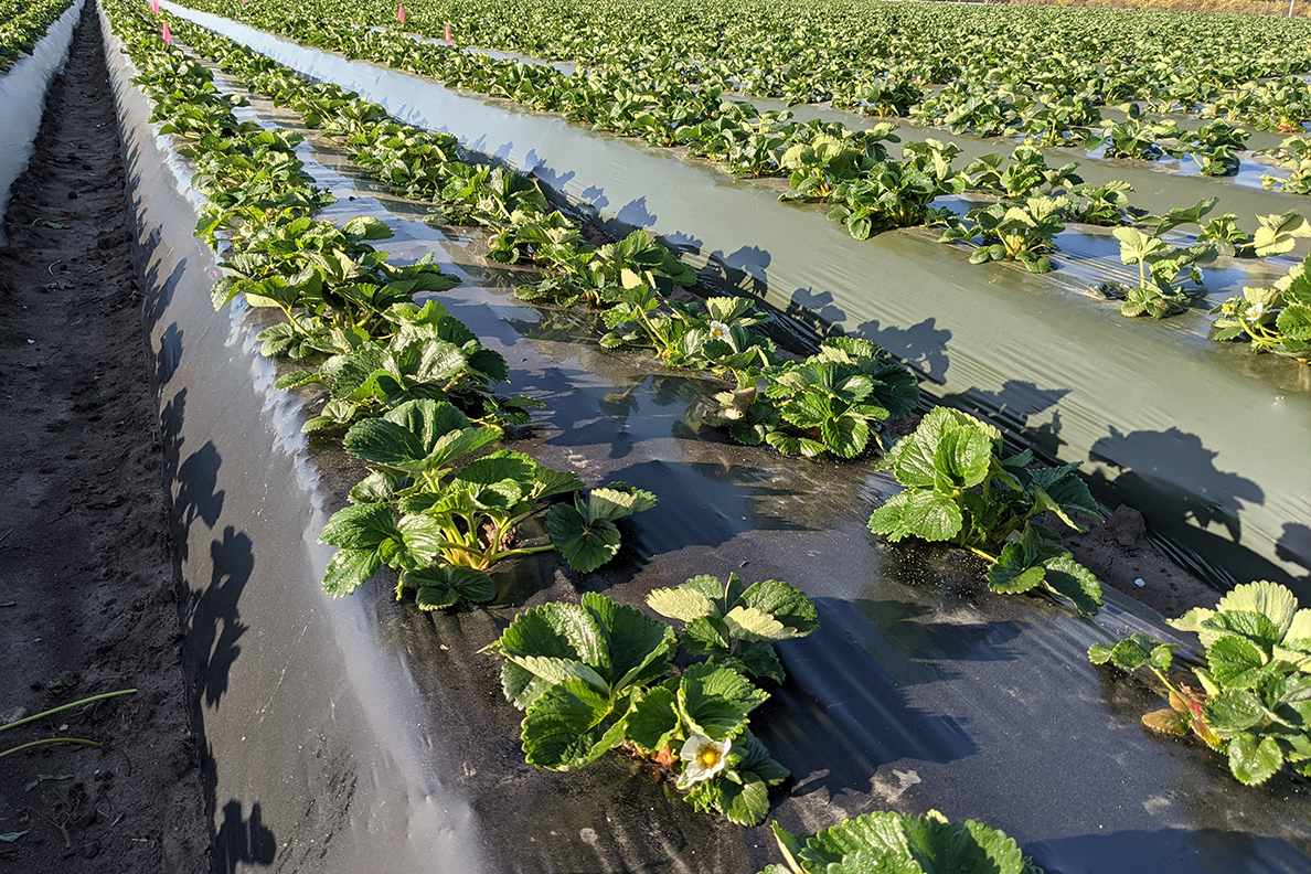 Strawberries grow on plastic mulch, above. WSU scientists are studying how to help organic farmers replace traditional plastic with a more sustainable, economical option.