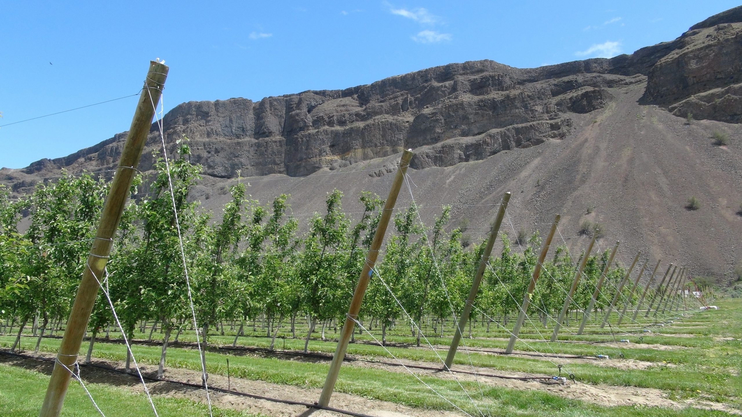 Sunrise orchard block at the TFREC