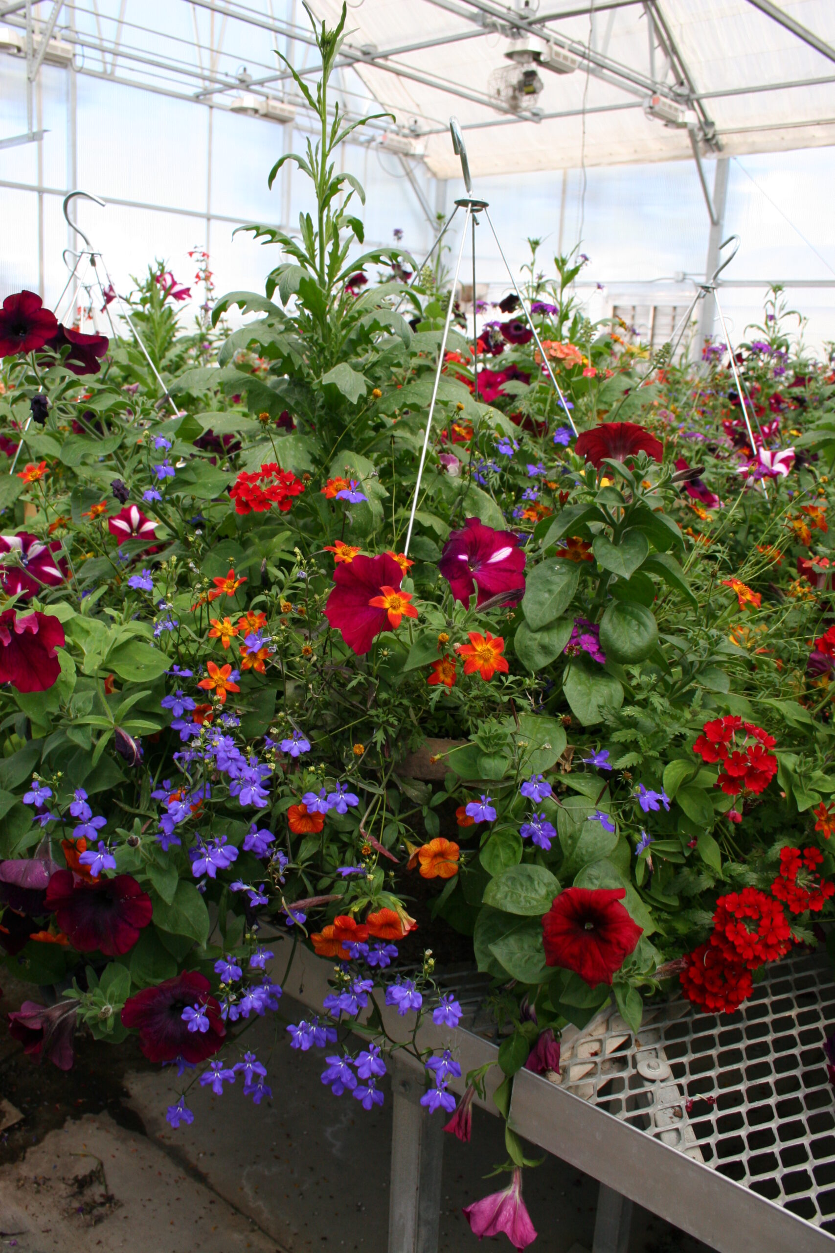 18 Pulp hanging baskets planted by Hort 358 and Hort club