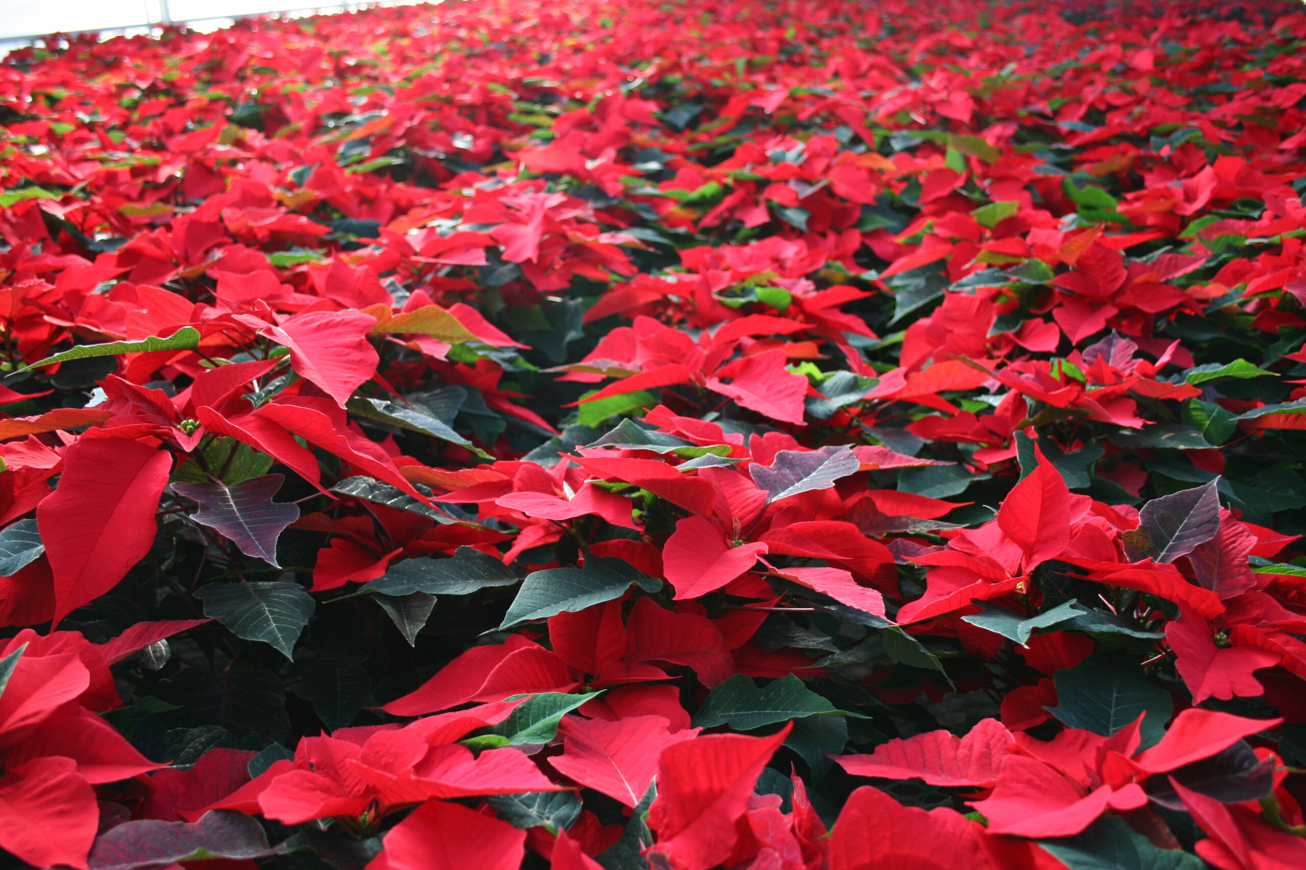 Bulb plants for the Horticulture Club plant sale