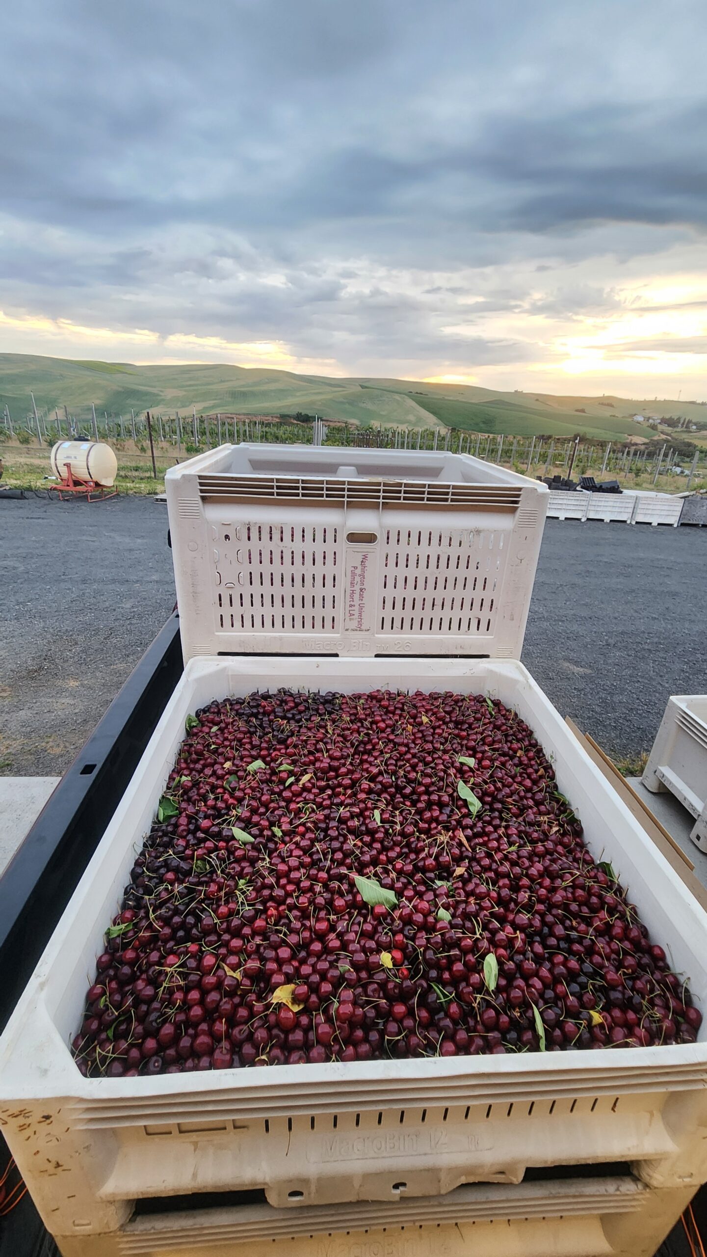 Fruit Sales Department Of Horticulture Washington State University 20250626 202157 Scaled