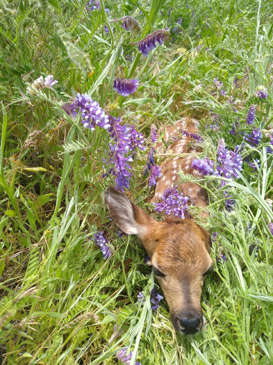 Fawn in tall grass.