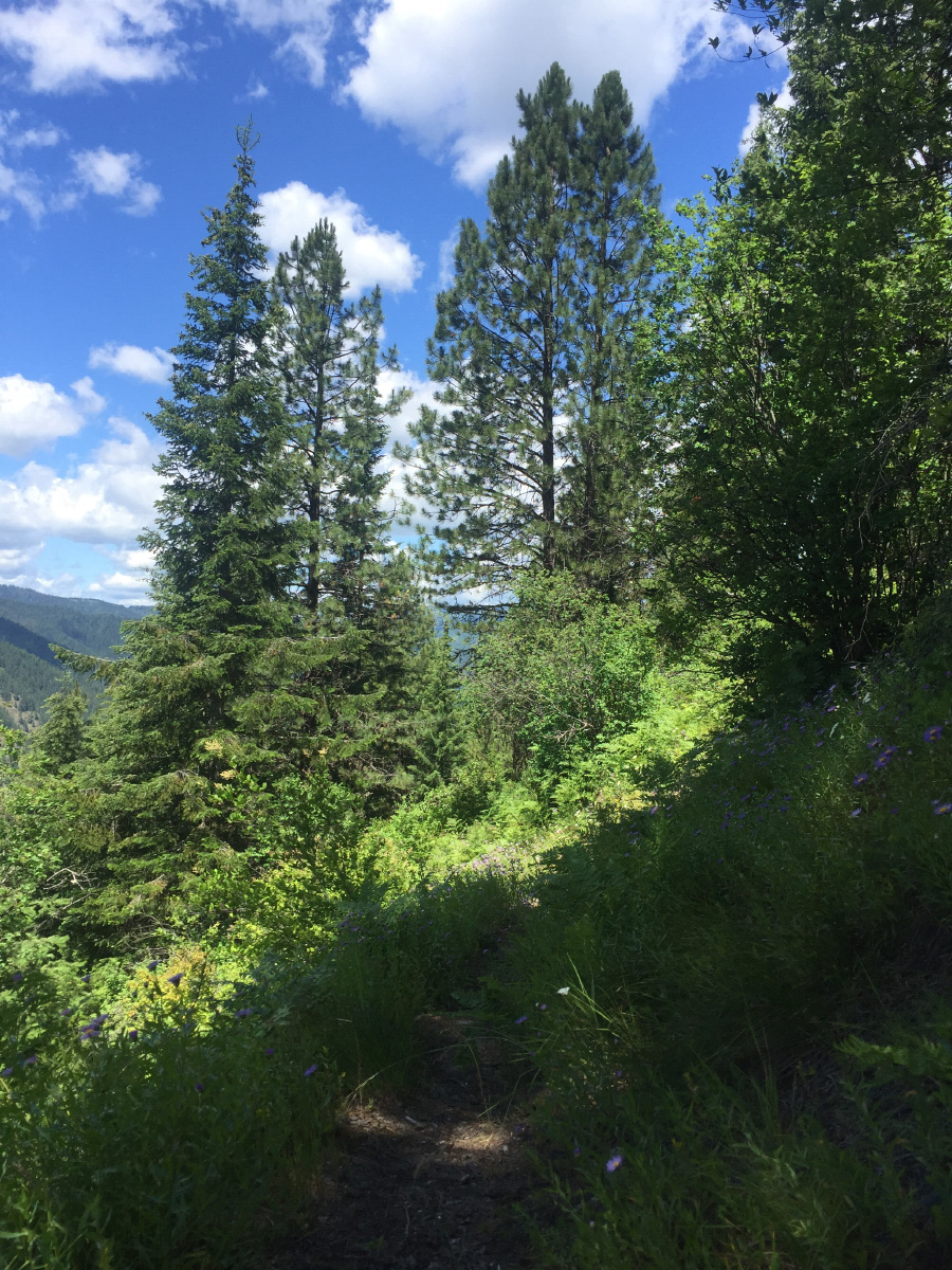 A trail through the mountains.