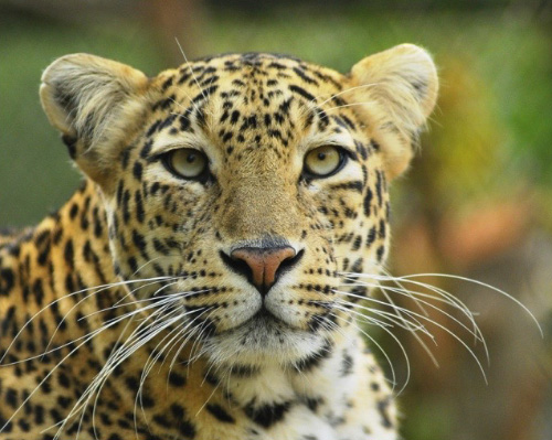 Closeup of a cheetah.