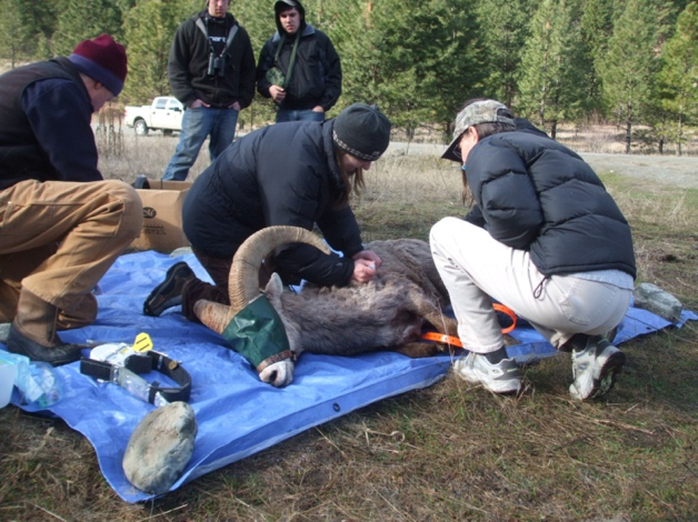 Geologists collaring a big horn sheep in the field. 