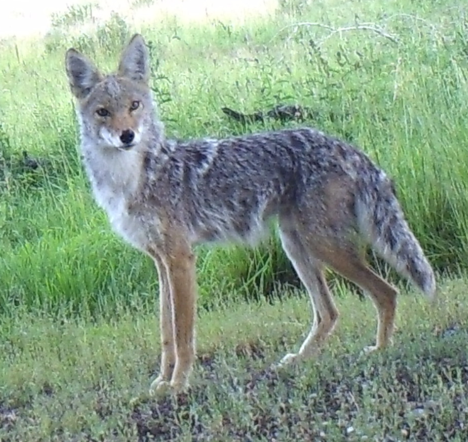 A coyote.
