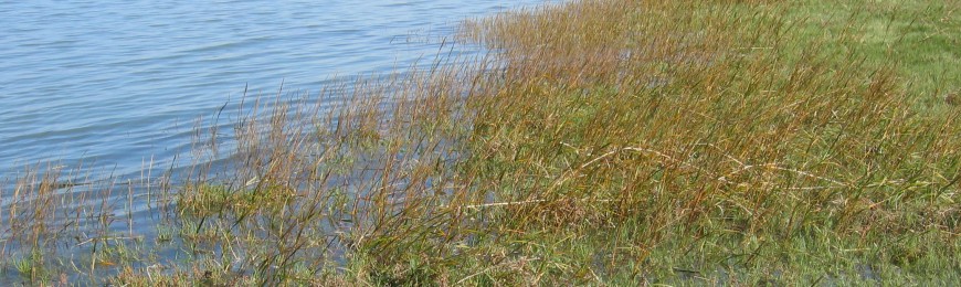 Grasses on a body of water.