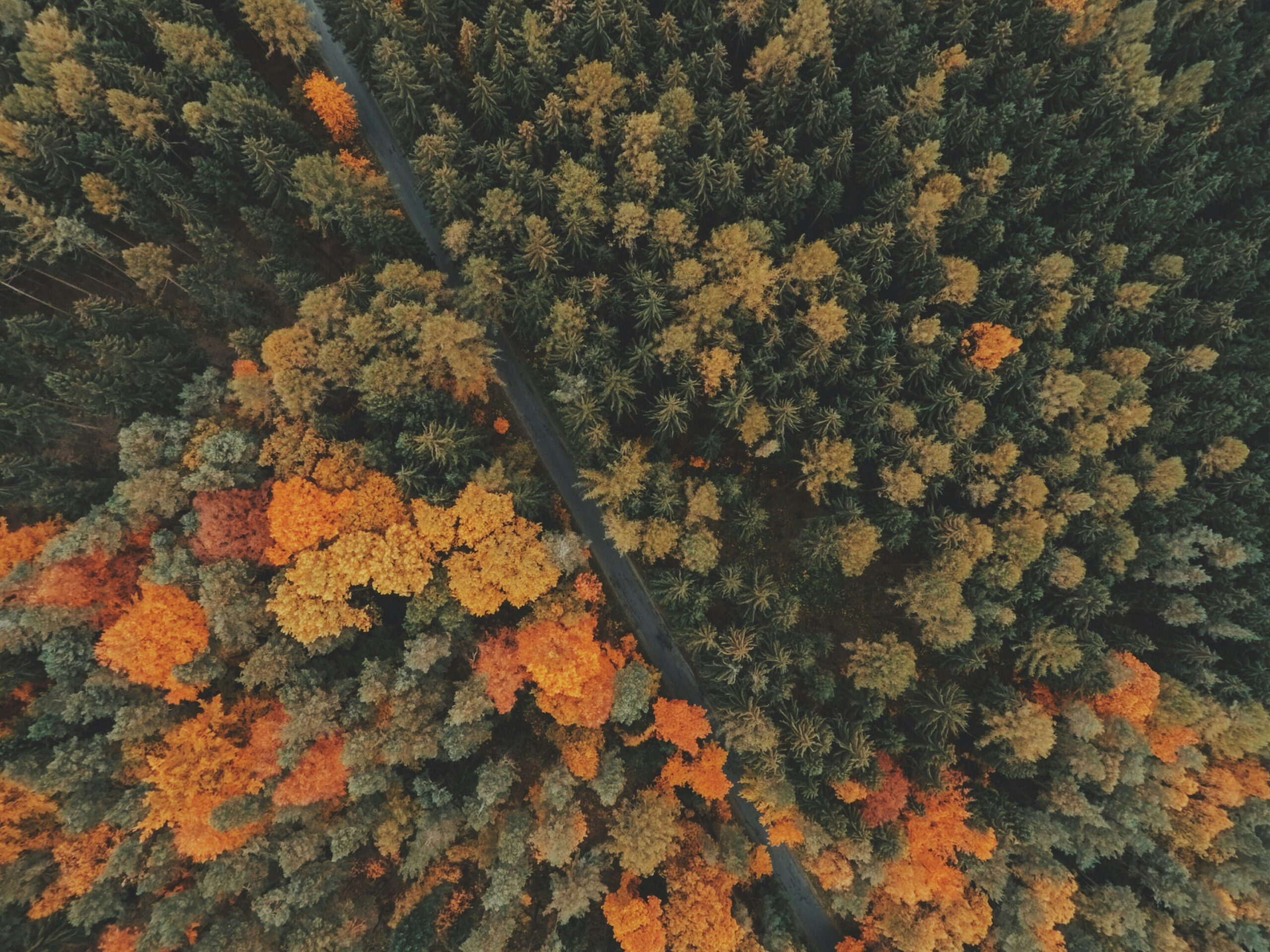 Aerial photograph of a forest in the fall. 