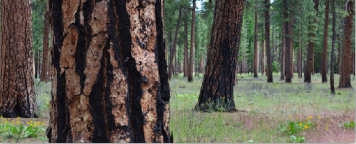 Trees in the Ponderosa Forest. 