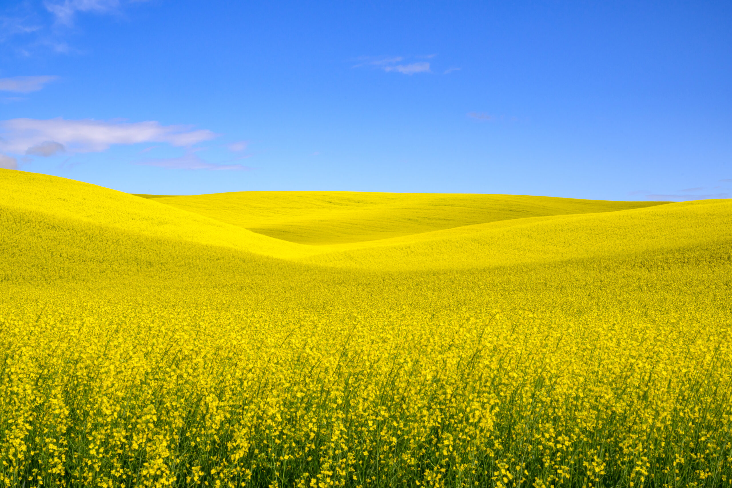 Canola fields in the Palouse.