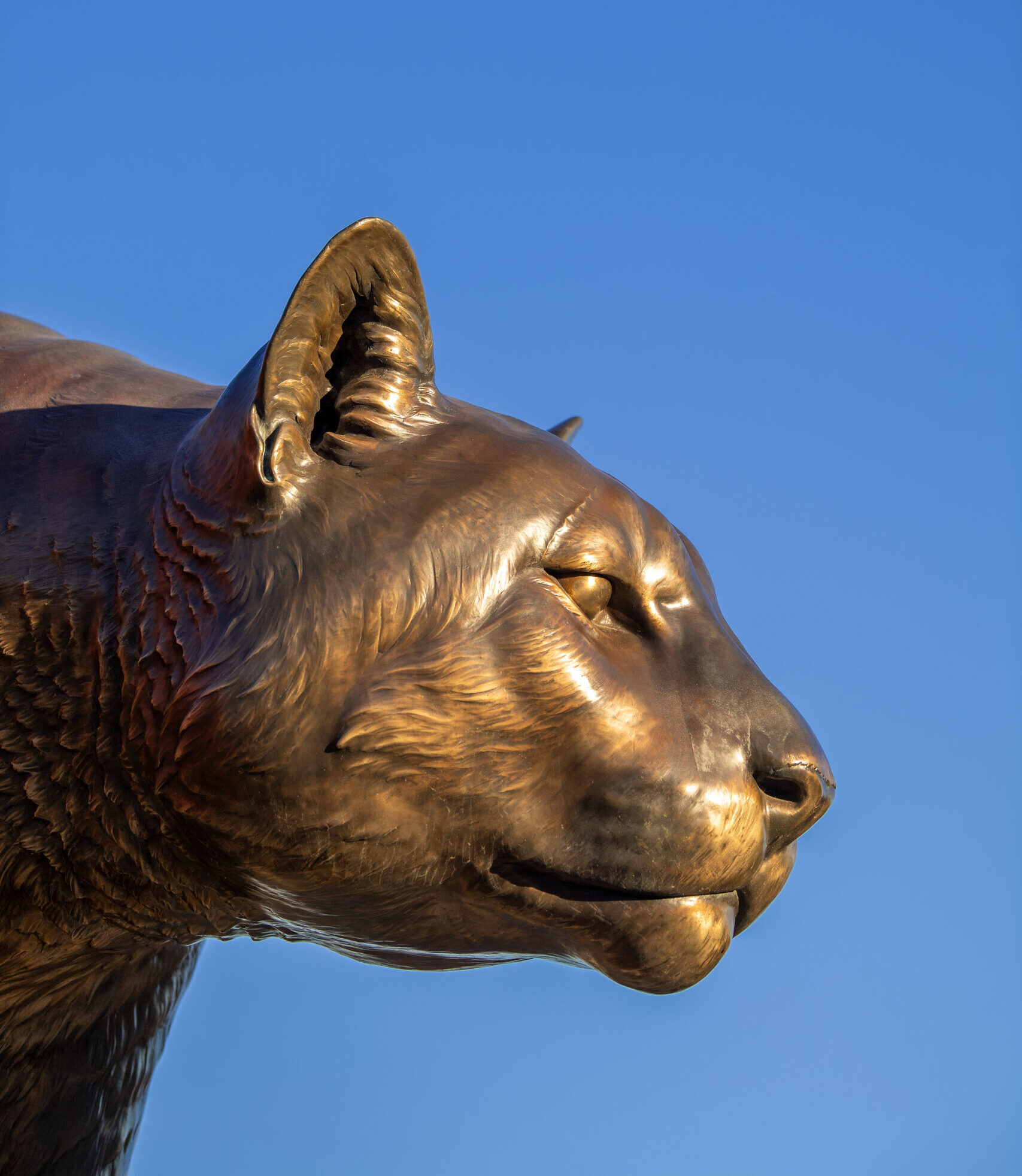 Bronze cougar statue.