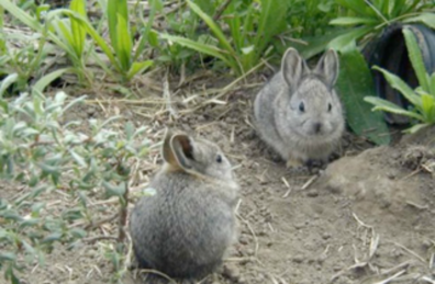 Two gray rabbits.