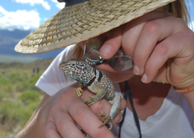 A student uses a magnifying glass to study reptile.