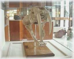 Sabor Tooth Cat skull.