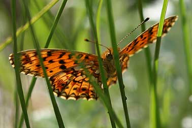 Closeup of a butterfly.