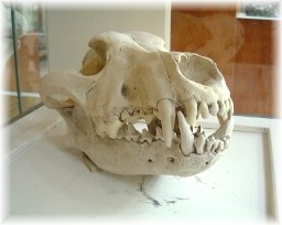 Dire Wolf skull.