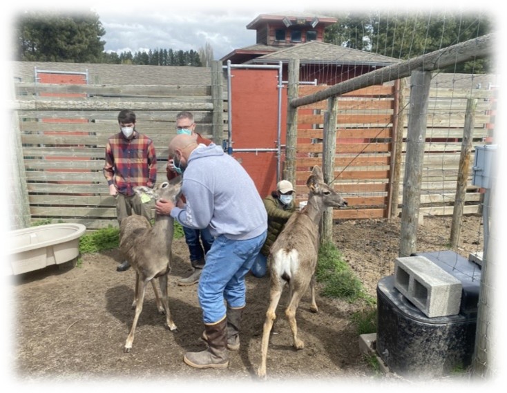 Students working with deer