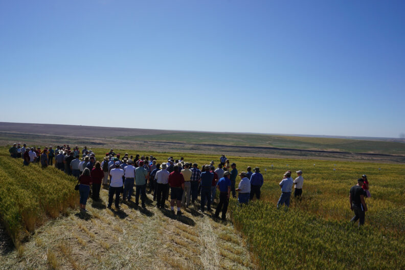 Arron Carter addressing the crowd while standing in a wheat field.